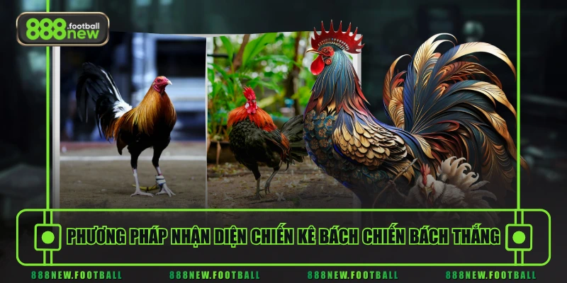 Đá Gà Online - Hòa Vào Không Khí Sôi Động Với Các Trận Chiến Đỉnh Cao 3 Phương pháp nhận diện chiến kê bách chiến bách thắng